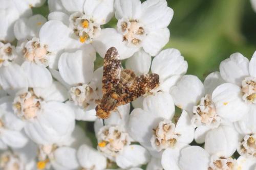 Oxyna sp.