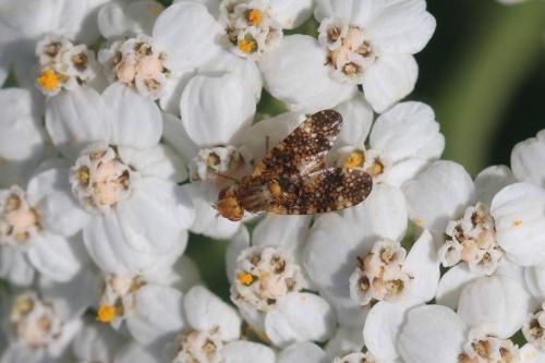 Oxyna sp.
