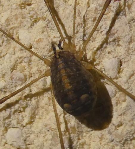 Nelima sp.