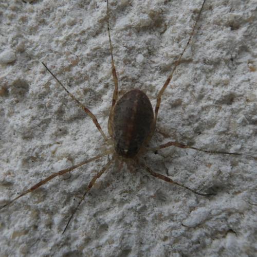 Paroligolophus agrestis