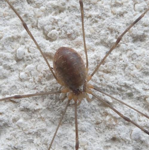 Réf. 294 563 : Opilio canestrinii