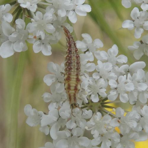 Chrysoperla sp.