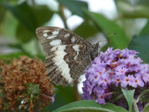 Réf. 294 202 : Brintesia circe