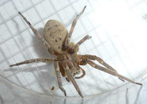 Zoropsis spinimana