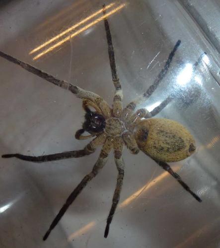 Zoropsis spinimana