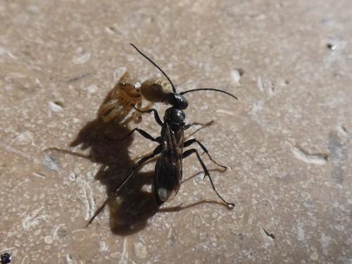 Dipogon sp.