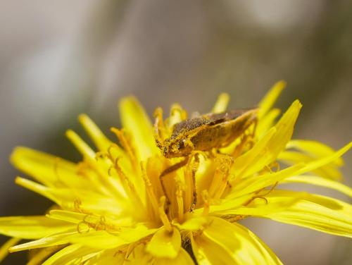 Réf. 294 430 : Maccevethus sp.