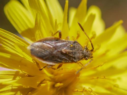Réf. 294 429 : Maccevethus sp.