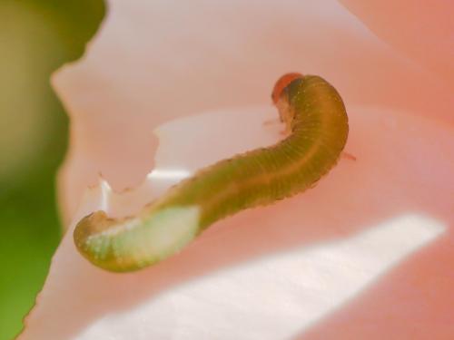 Réf. 294 708 : Emphytus sp.