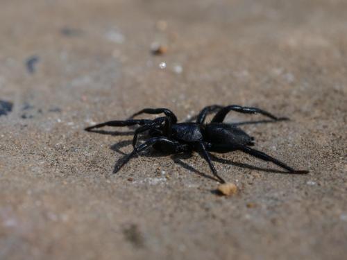 Zelotinae