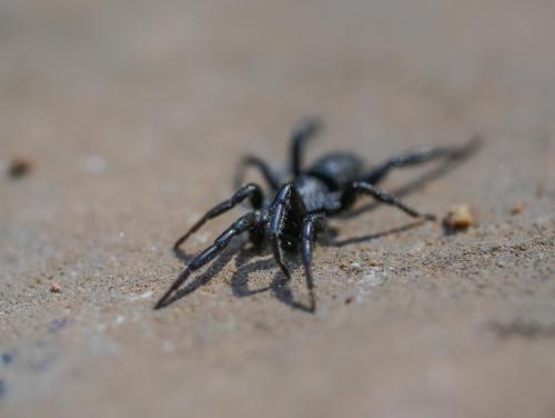 Zelotinae