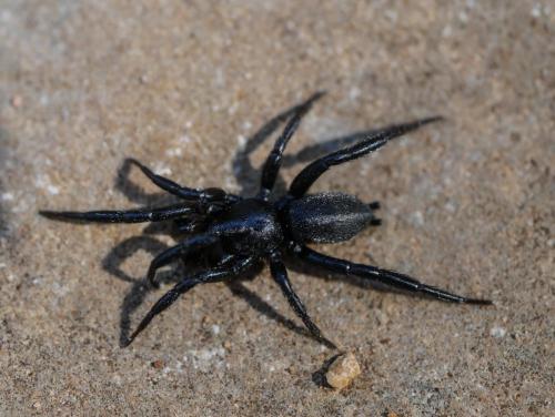 Zelotinae
