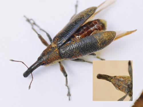 Lixus sp.