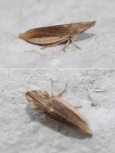 Réf. 294 792 : Eupelix cuspidata