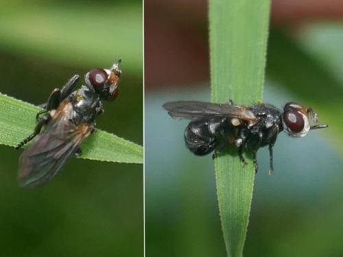 Thecophora sp.