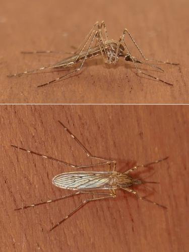 Réf. 294 713 : Culiseta longiareolata