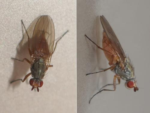 Réf. 294 715 : Tephrochlamys rufiventris