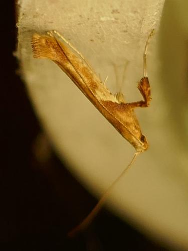Réf. 294 716 : Caloptilia sp.