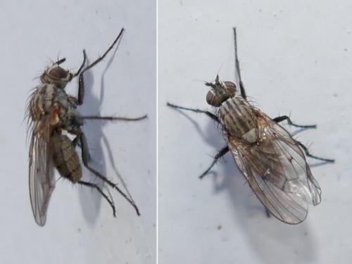 Anthomyia liturata