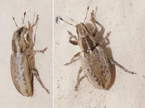 Sitona sp.