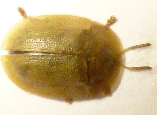 Cassida deflorata