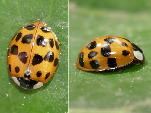 Réf. 294 417 : Harmonia axyridis