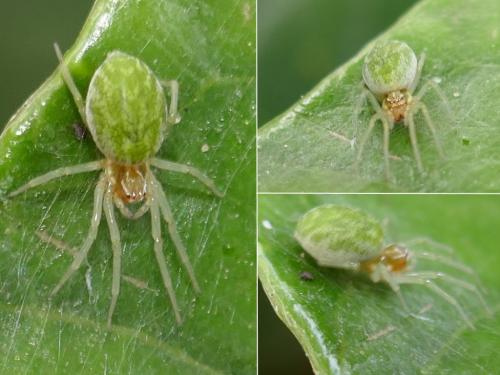 Nigma walckenaeri