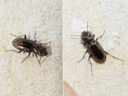Réf. 294 337 : Notiophilus quadripunctatus