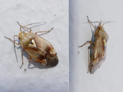 Lygus sp.