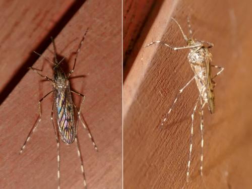 Réf. 294 789 : Culiseta annulata