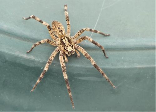 Zoropsis spinimana