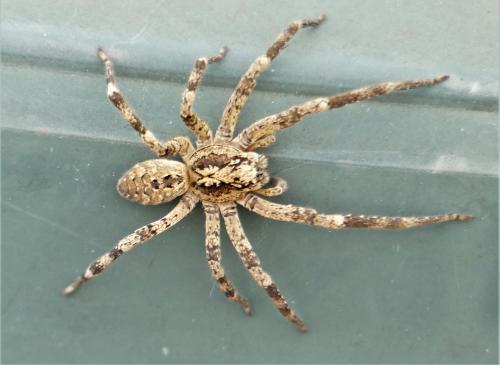 Réf. 294 043 : Zoropsis spinimana