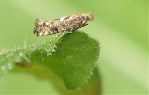 Réf. 294 167 : Acrolepiopsis assectella