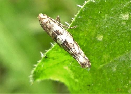 Acrolepiopsis assectella