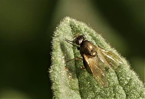 Réf. 294 516 : Calliopum sp.