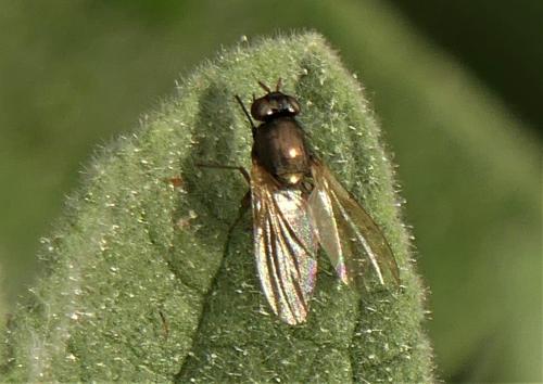 Réf. 294 517 : Calliopum sp.