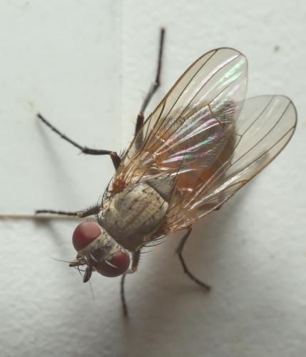 Réf. 294 636 : Fannia canicularis