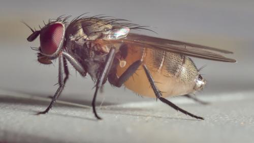 Fannia canicularis