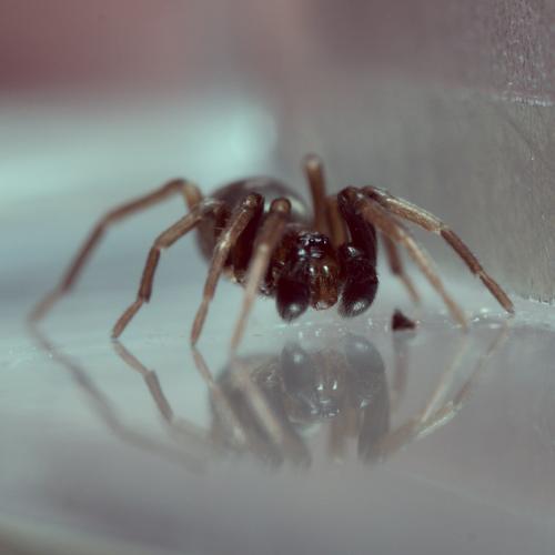 Phrurolithus sp.