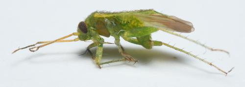 Orthotylus sp.