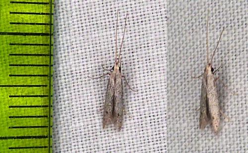 Réf. 294 539 : Coleophora hemerobiella