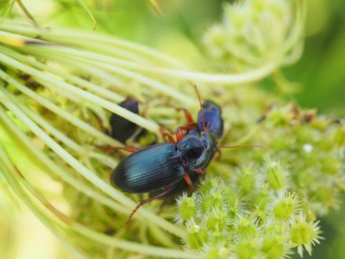 Ophonus sp.