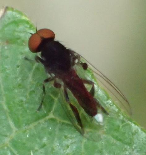Callomyia speciosa