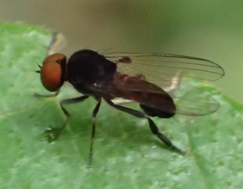 Réf. 294 747 : Callomyia speciosa