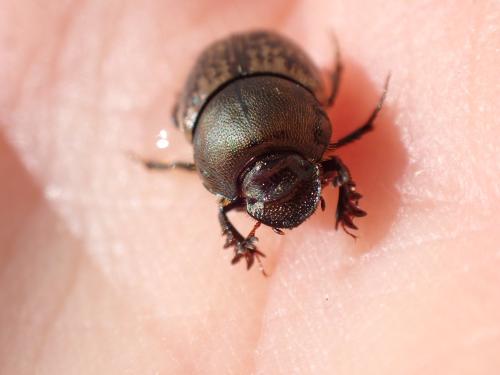 Onthophagus similis