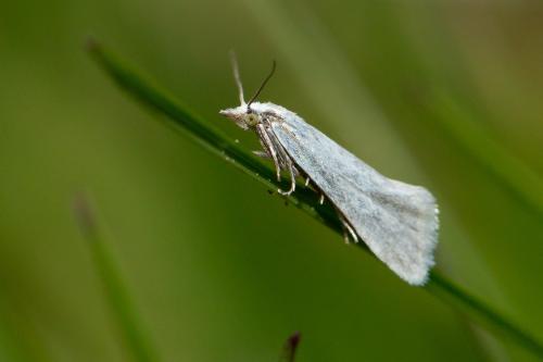 Réf. 294 217 : Phtheochroa sp.
