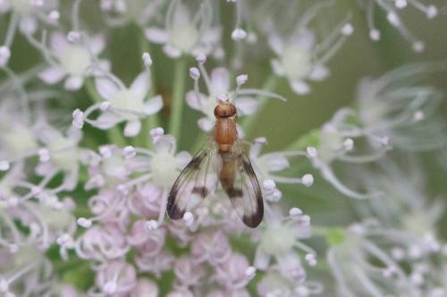 Réf. 294 376 : Clusia tigrina