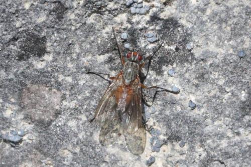Réf. 294 536 : Pegomya sp.