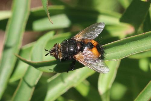 Peleteria sp.