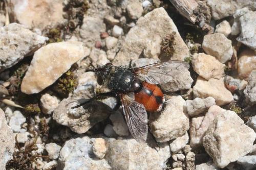 Peleteria sp.